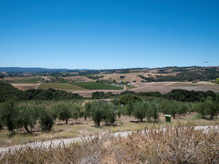 Wide View of Olive Orchards in Central California