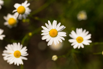 Tripleurospermum inodorum, wild chamomile, mayweed, false chamomile, and Baldr's brow, is the type species of Tripleurospermum.	