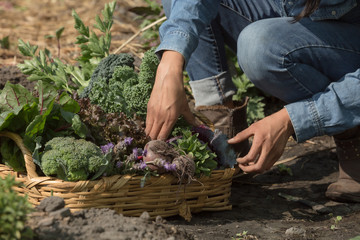 woman collecting vegetables 