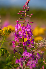Epilóbium angustifolium flowers, selective focus