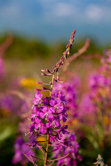 Epilóbium angustifolium flowers, selective focus