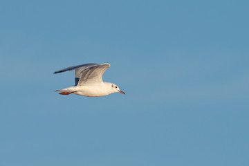Melincue, Santa Fe, Argentina. A juvenile brown-hooded gull (Larus maculipennis) flying against a clear deep blue sky.