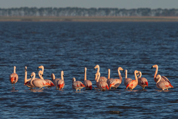 Melincue, Santa Fe, Argentina. Chilean flamingoes (Phoenicopterus chilensis) arrive at Melincue Lake in their annual winter migration.