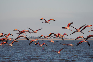 Melincue, Santa Fe, Argentina. Chilean flamingoes (Phoenicopterus chilensis) arrive at Melincue Lake in their annual winter migration.