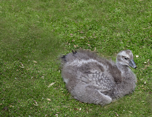 goosling on grass