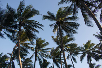 Fototapeta na wymiar beach palm trees