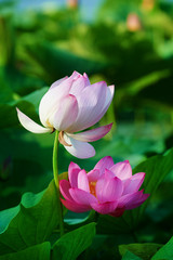 Fototapeta premium Chinese lotus in full bloom.