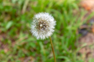 single dandelion white rosette of leaves blooming macro photo horizontal orientation