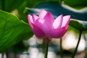 Chinese lotus in full bloom.
