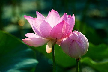 Obraz premium Chinese lotus in full bloom.
