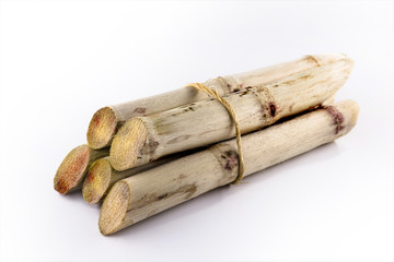 Sugar cane, brazilian, cane, piece of cane, fresh, sugar cane, white, background, cane, fresh