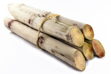 Sugar cane, brazilian, cane, piece of cane, fresh, sugar cane, white, background, cane, fresh
