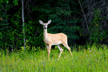 Deer on the Alaskan Highway