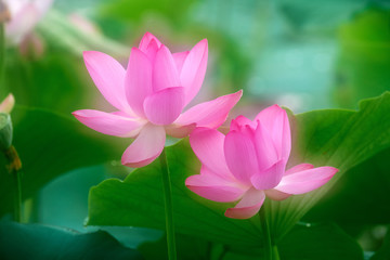 Fototapeta premium Chinese lotus in full bloom.