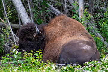 Fototapeta premium Buffalo on the Alaskan Highway