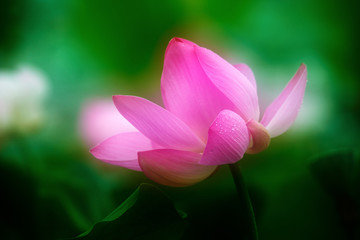 Chinese lotus in full bloom.