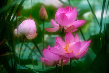 Obraz premium Chinese lotus in full bloom.