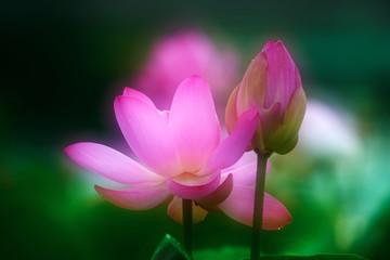 Obraz premium Chinese lotus in full bloom.