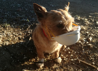 Brown friend in an area of high concentration of pollen grains. Small great hunter with anti...