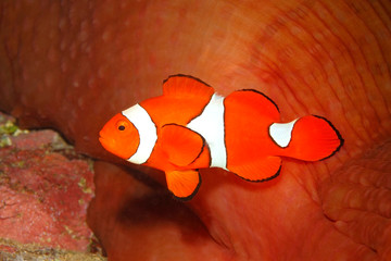 Clown Anemonefish, Amphiprion percula