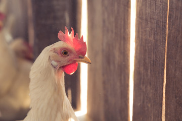 close up de gallina blanca ponedora de huevos