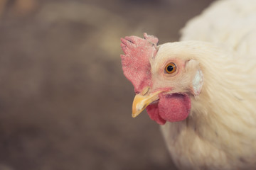 close up de gallina blanca ponedora de huevos