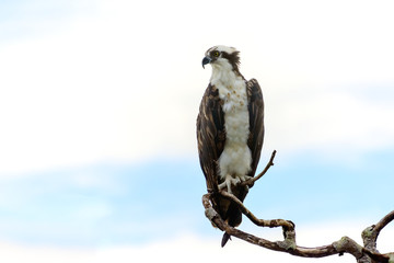 Osprey hawk perched on a bare branch with blue sky and clouds