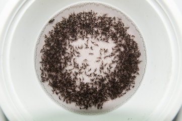 Dengue mosquito malaria test center