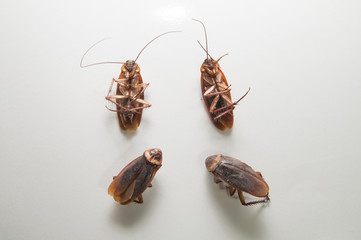 cockroach