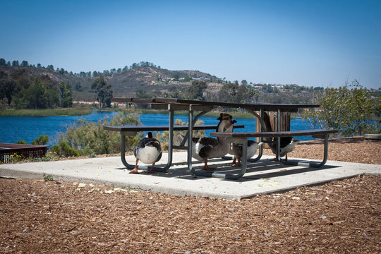 picknic table