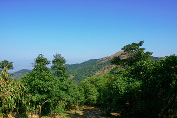 9 Feb 2009 nature at Tai Mo Shan