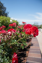 flowers in the garden