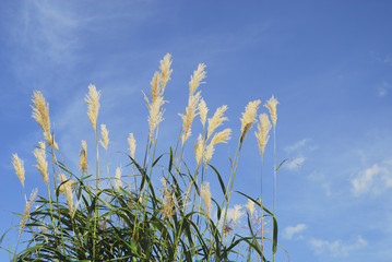 秋　草　空　雲　素材