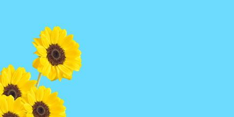 Sunflower background material with copy space.  ひまわりの背景素材　コピースペースあり