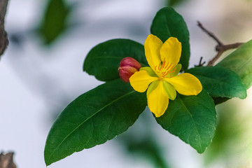 Yellow flower of Ocha kirkii Oliv plant. (Micky mouse flower)