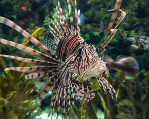Fototapeta na wymiar invasive lionfish, toxic