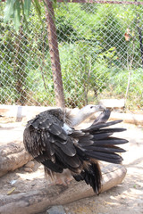 Critically endangered white-backed vulture (Gyps africanus) in a rehabilitation facility in Kruger National Park 
