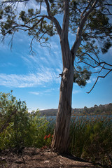 tree in forest