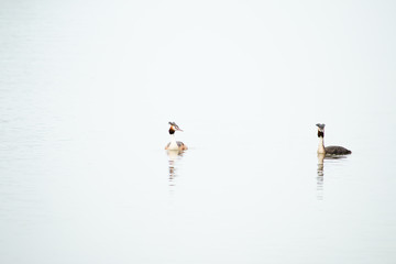 Crested Grebe, Podiceps cristatus, Podicipediformes, Podicipedidae, Australasian Crested Grebe, Bird On lake, Animals And Wildlife In New Zealand
