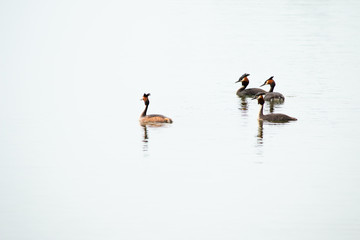Crested Grebe, Podiceps cristatus, Podicipediformes, Podicipedidae, Australasian Crested Grebe, Bird On lake, Animals And Wildlife In New Zealand