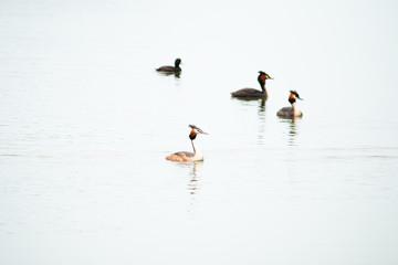 Crested Grebe, Podiceps cristatus, Podicipediformes, Podicipedidae, Australasian Crested Grebe, Bird On lake, Animals And Wildlife In New Zealand