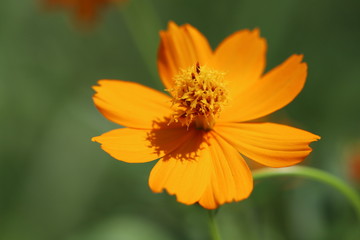 キバナコスモス