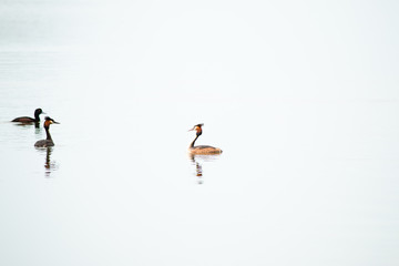 Australasian crested grebe bird, Great crested grebe birds, waterfowl on lake in New Zealand, Wild animals wildlife nature photography background