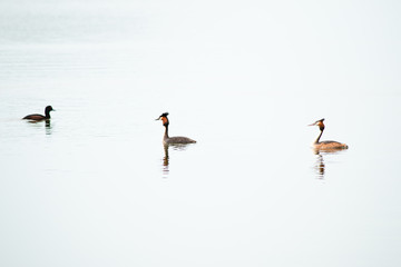 Australasian crested grebe bird, Great crested grebe birds, waterfowl on lake in New Zealand, Wild animals wildlife nature photography background