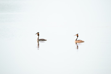 Australasian crested grebe bird, Great crested grebe birds, waterfowl on lake in New Zealand, Wild animals wildlife nature photography background