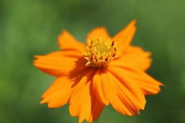 キバナコスモス