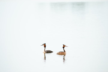 Crested Grebe, Podiceps cristatus, Podicipediformes, Podicipedidae, Australasian Crested Grebe, Bird On lake, Animals And Wildlife In New Zealand