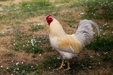 Spring morning in the chicken yard.