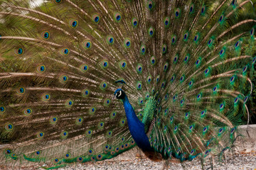 Obraz premium Peacock dissolved the tail fan