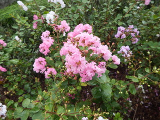 Pink flowers, white, fresh green leaves